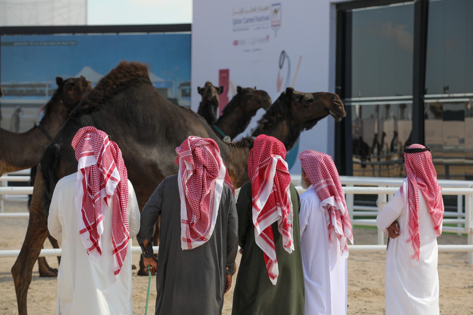 شوط الجمل تلاد "عدد 20" يشعل منافسات مهرجان قطر للإبل