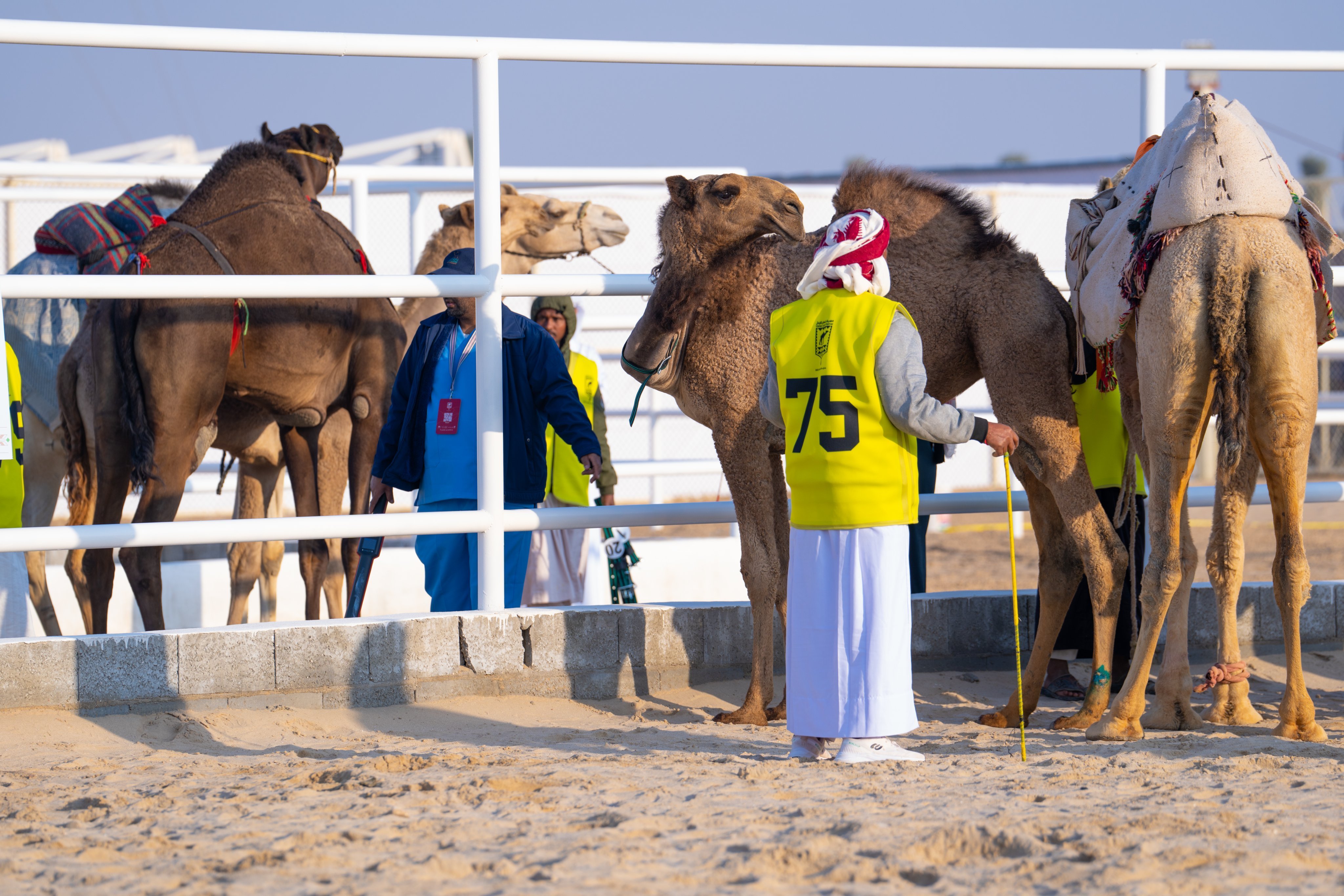 انطلاق مهرجان قطر للإبل "جزيلات العطا 2023"
